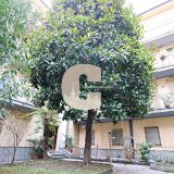 Via Pacinotti n.11 - Torino San Donato